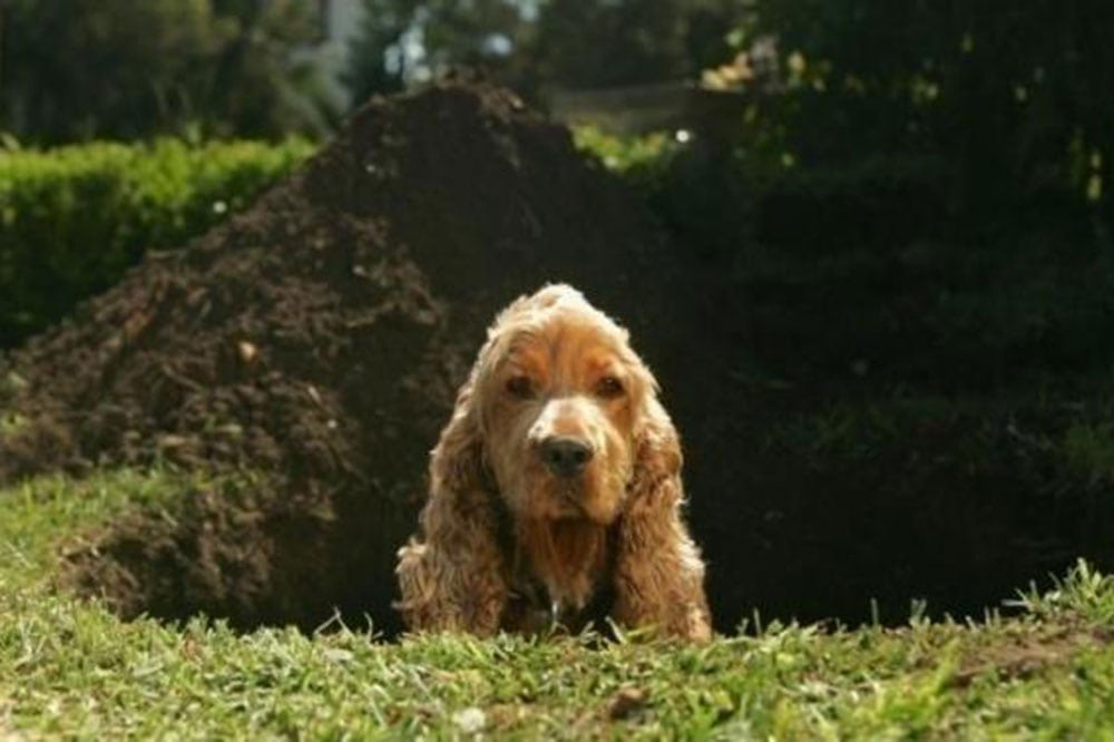 How to protect pipes and plumbing from your dig happy dog